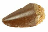 Serrated Raptor Tooth - Real Dinosaur Tooth #333318-1